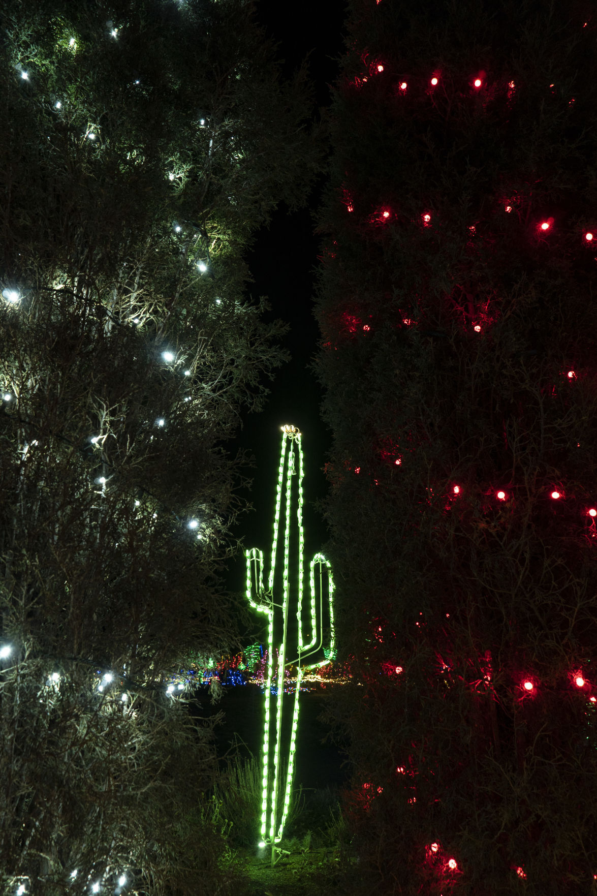 Christmas in the Garden